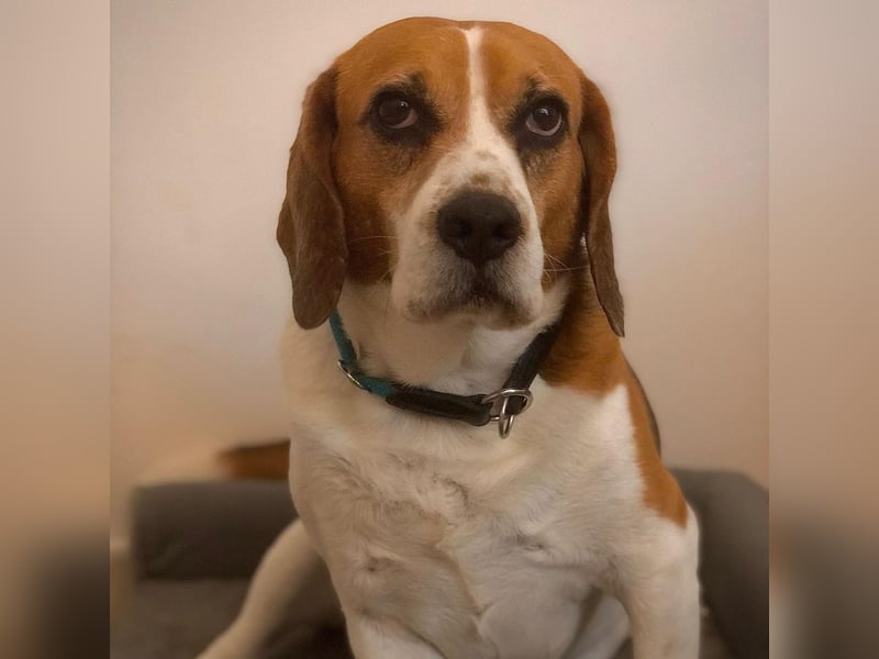 Cesare  - aktiver menschenbezogener Gentleman   ' nicht perfekt, aber perfekt liebenswert!