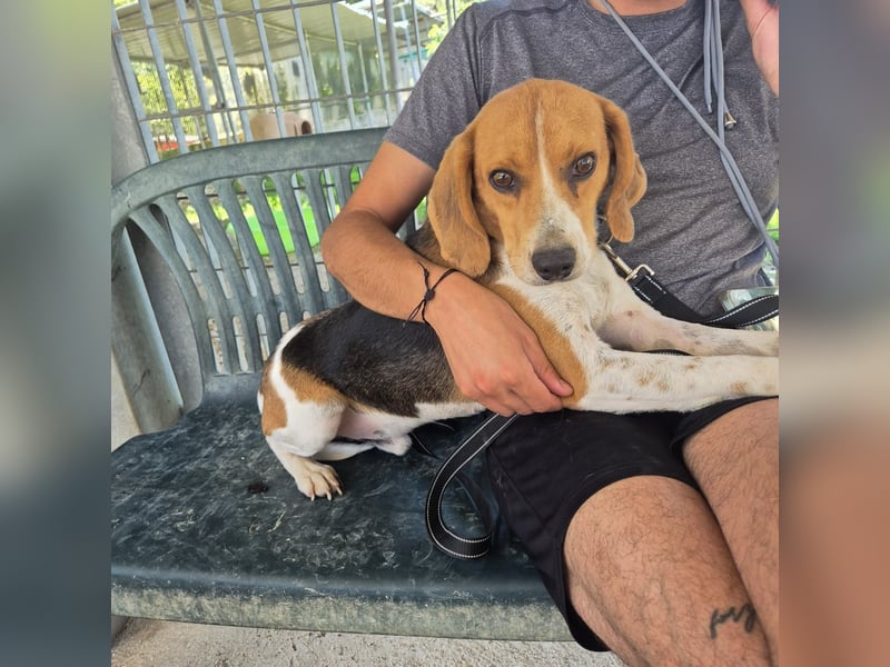 Teodoro - Beagle-Power trifft Sanftmut – dein perfekter Begleiter!