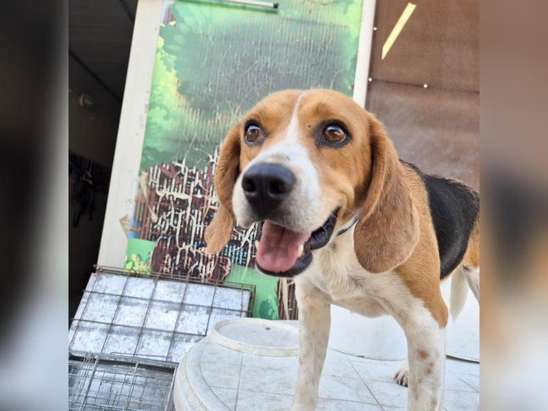 Teodoro - Beagle-Power trifft Sanftmut – dein perfekter Begleiter!