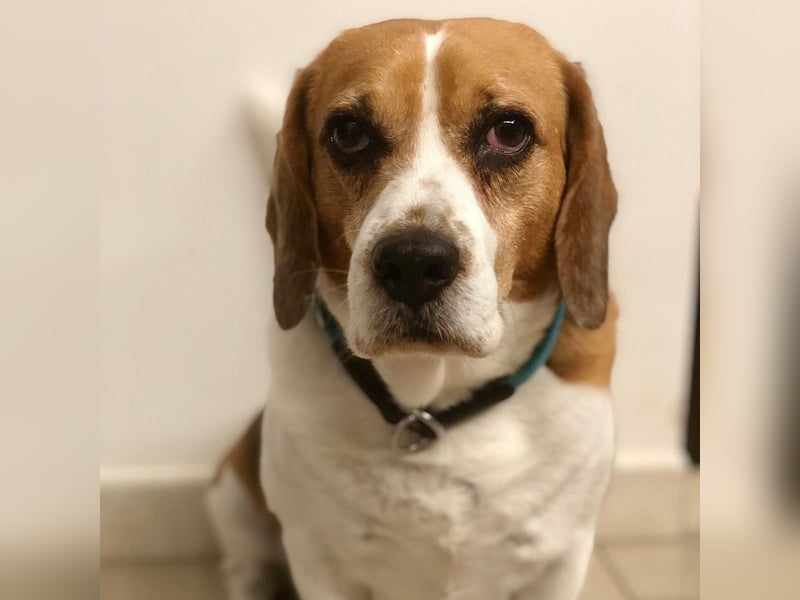 Cesare  - aktiver menschenbezogener Gentleman   ' nicht perfekt, aber perfekt liebenswert!