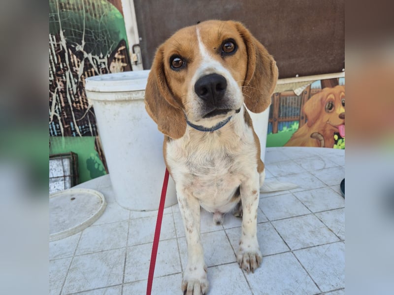 Teodoro - Beagle-Power trifft Sanftmut – dein perfekter Begleiter!