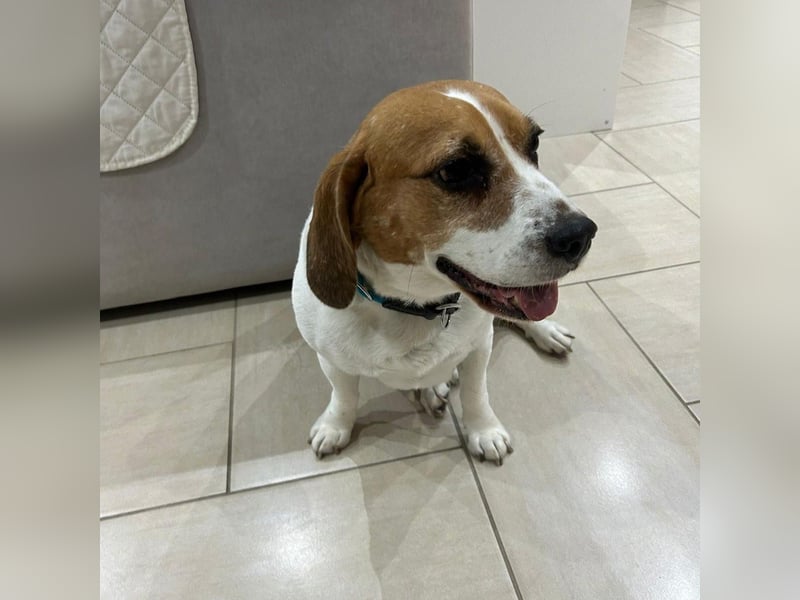 Cesare  - aktiver menschenbezogener Gentleman   ' nicht perfekt, aber perfekt liebenswert!