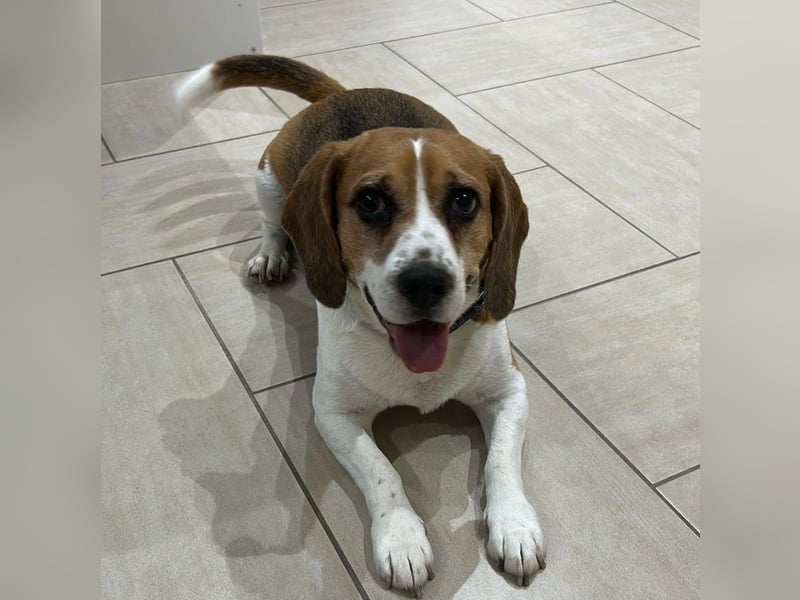 Cesare  - aktiver menschenbezogener Gentleman   ' nicht perfekt, aber perfekt liebenswert!