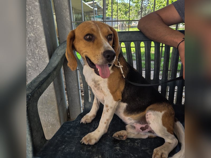 Teodoro - Beagle-Power trifft Sanftmut – dein perfekter Begleiter!