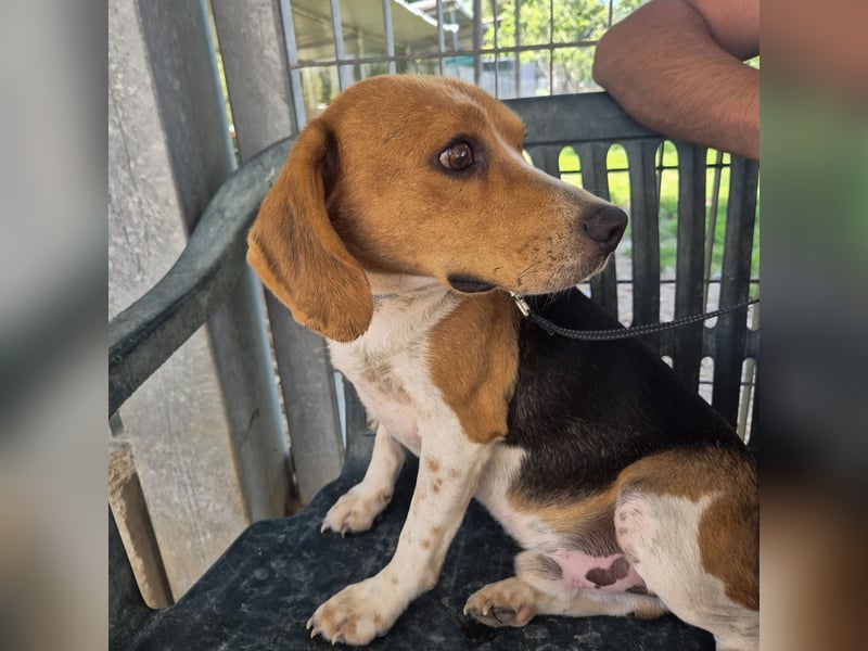 Teodoro - Beagle-Power trifft Sanftmut – dein perfekter Begleiter!