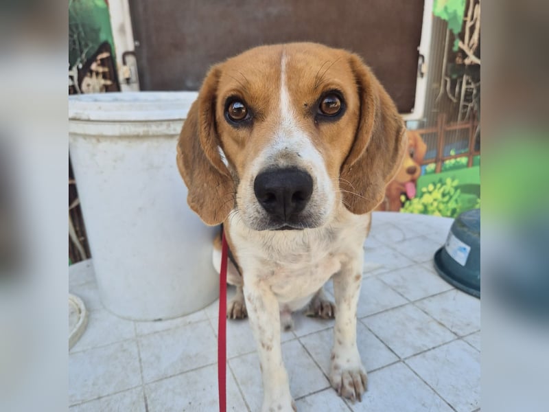 Teodoro - Beagle-Power trifft Sanftmut – dein perfekter Begleiter!