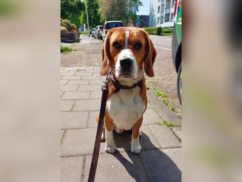 Zef ❤️ fröhlicher, sensibler Beagle-Rüde