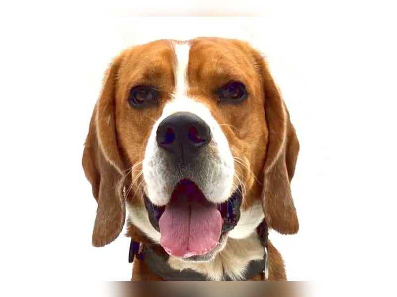 Zef ❤️ fröhlicher, sensibler Beagle-Rüde