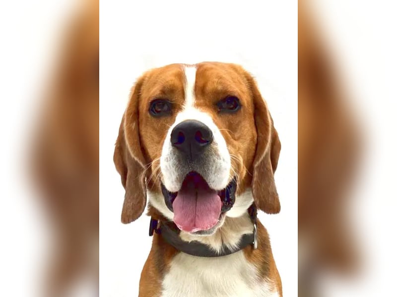 Zef ❤️ fröhlicher, sensibler Beagle-Rüde