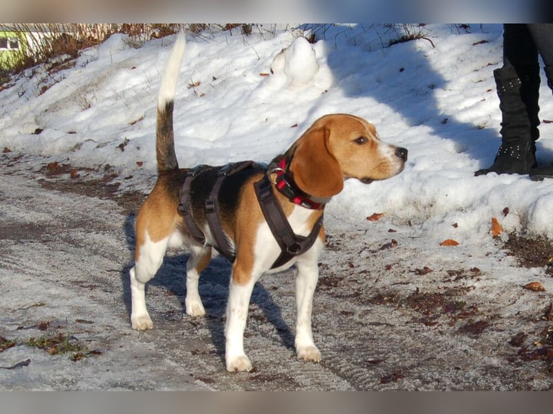 Archie Boy - verspielter junger Wirbelwind - Tierhilfe Franken e.V.