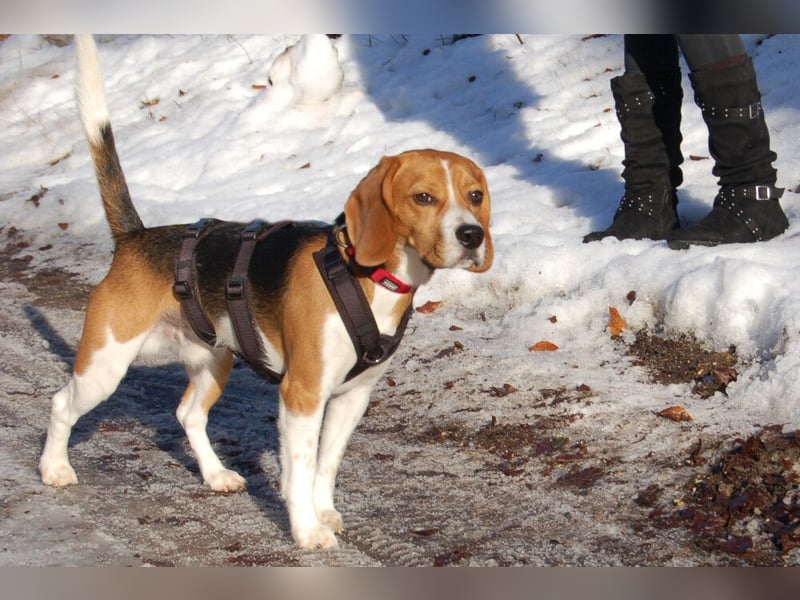 Archie Boy - verspielter junger Wirbelwind - Tierhilfe Franken e.V.