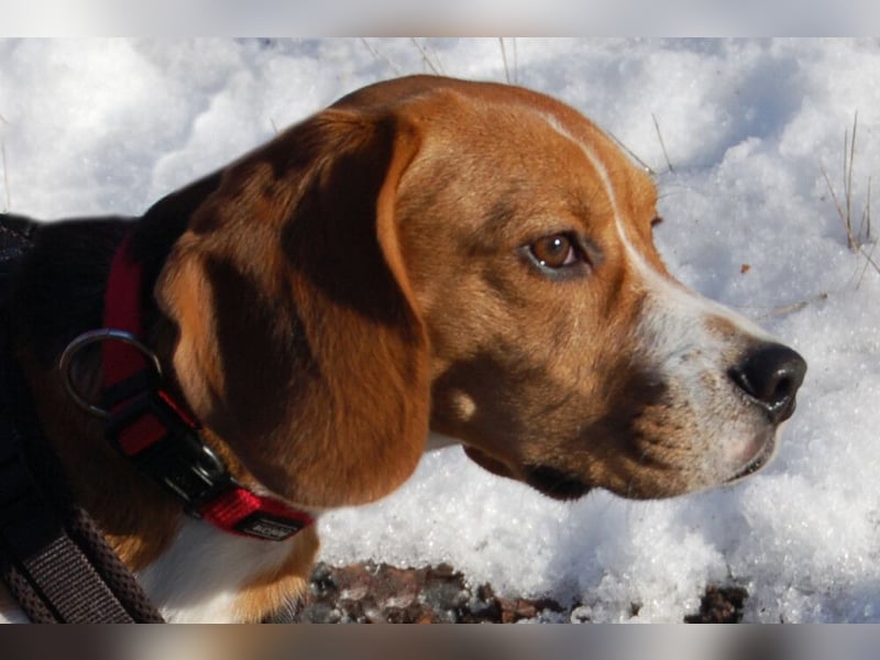 Archie Boy - verspielter junger Wirbelwind - Tierhilfe Franken e.V.
