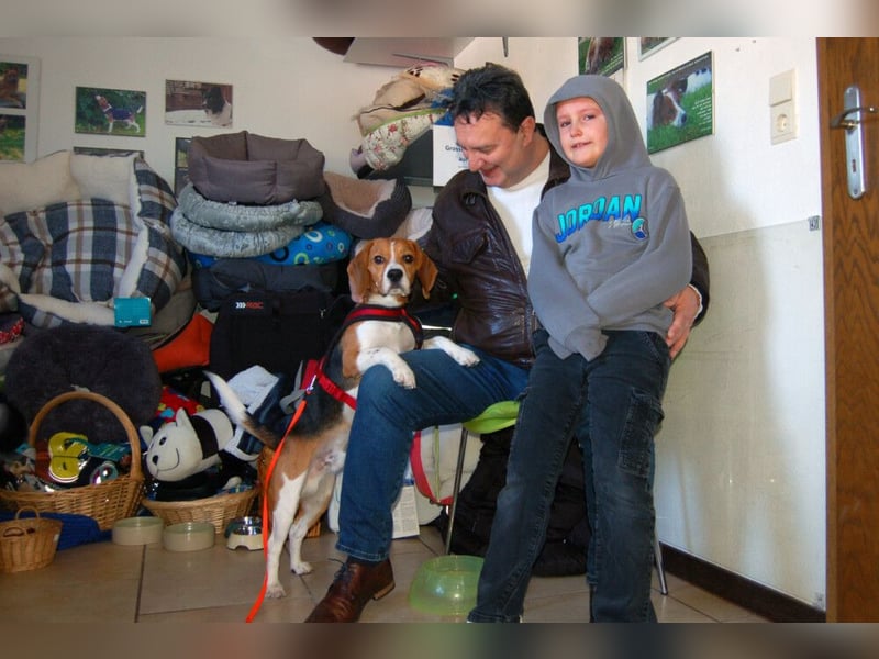 Archie Boy - verspielter junger Wirbelwind - Tierhilfe Franken e.V.