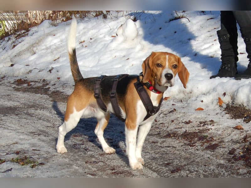 Archie Boy - verspielter junger Wirbelwind - Tierhilfe Franken e.V.