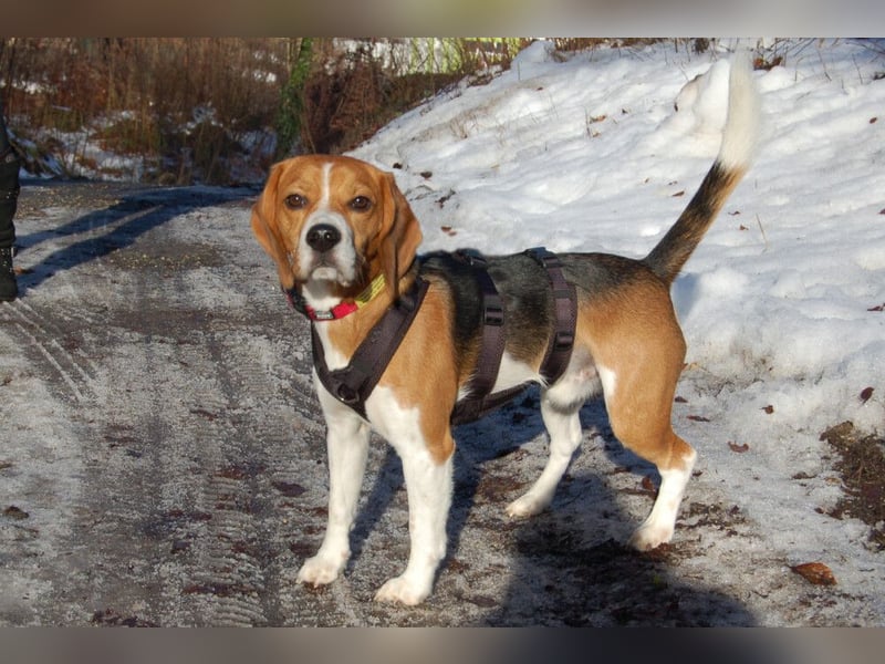 Archie Boy - verspielter junger Wirbelwind - Tierhilfe Franken e.V.