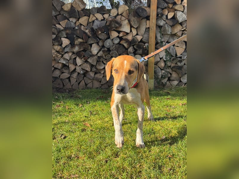 Lola, sucht ein aktives Zuhause