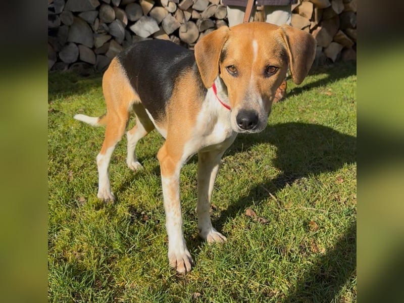 Lola, sucht ein aktives Zuhause