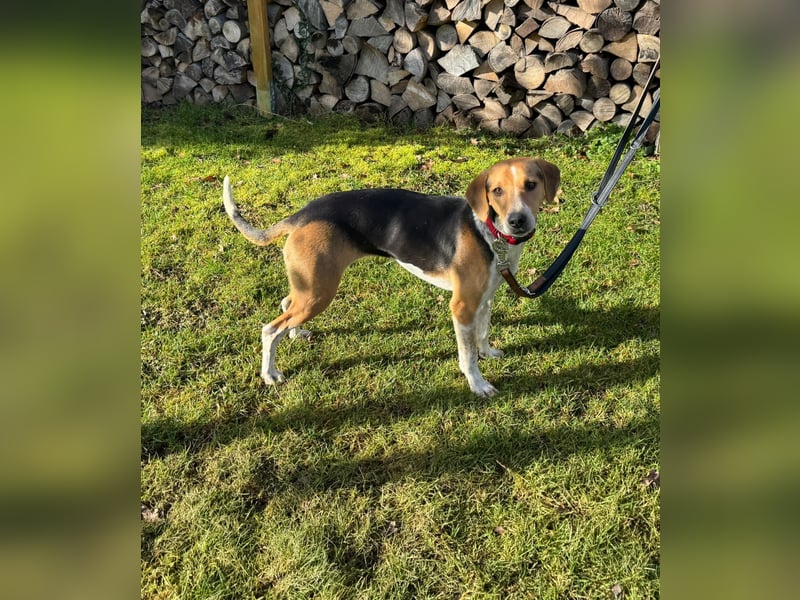 Lola, sucht ein aktives Zuhause