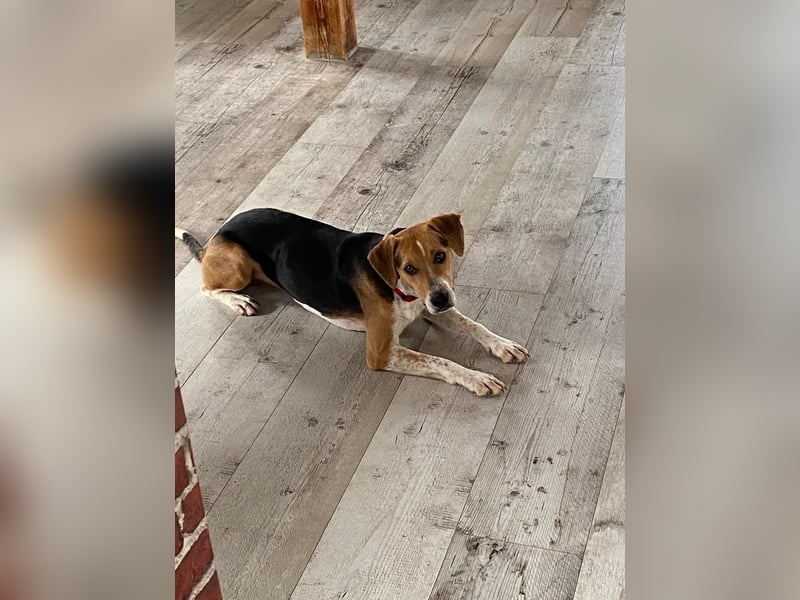 Lola, sucht ein aktives Zuhause