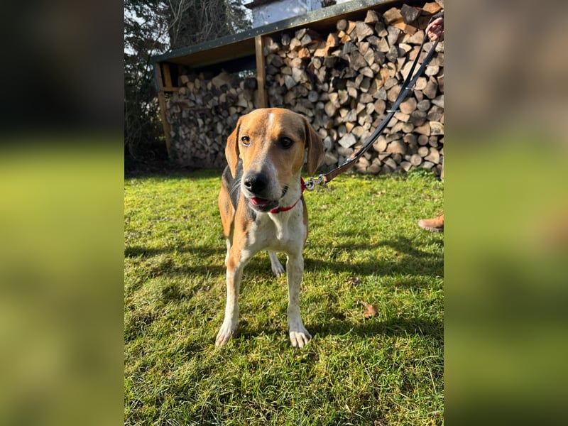 Lola, sucht ein aktives Zuhause