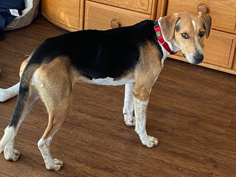 Lola, sucht ein aktives Zuhause