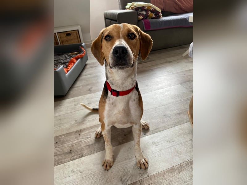 Lola, sucht ein aktives Zuhause