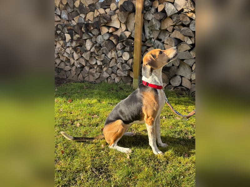 Lola, sucht ein aktives Zuhause