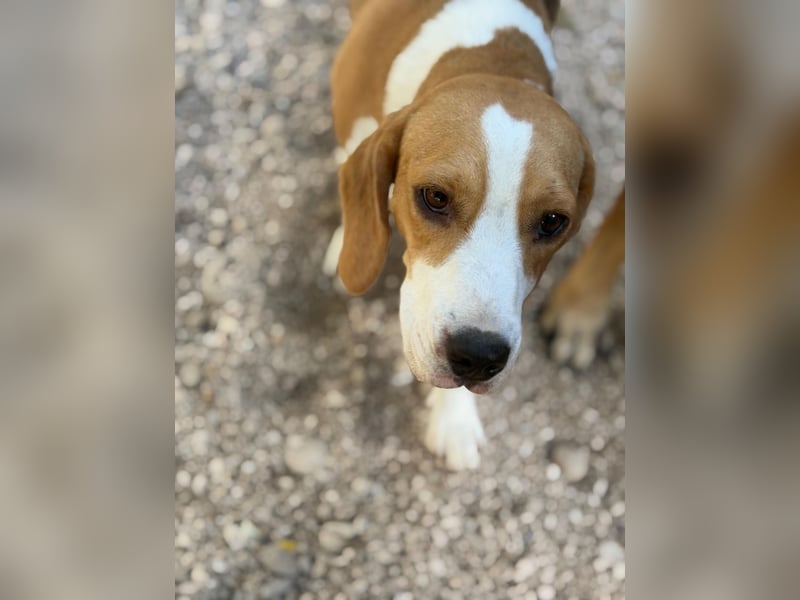 Mango - ein kleines Beaglemädchen, das endlich Liebe statt Leid erfahren möchte