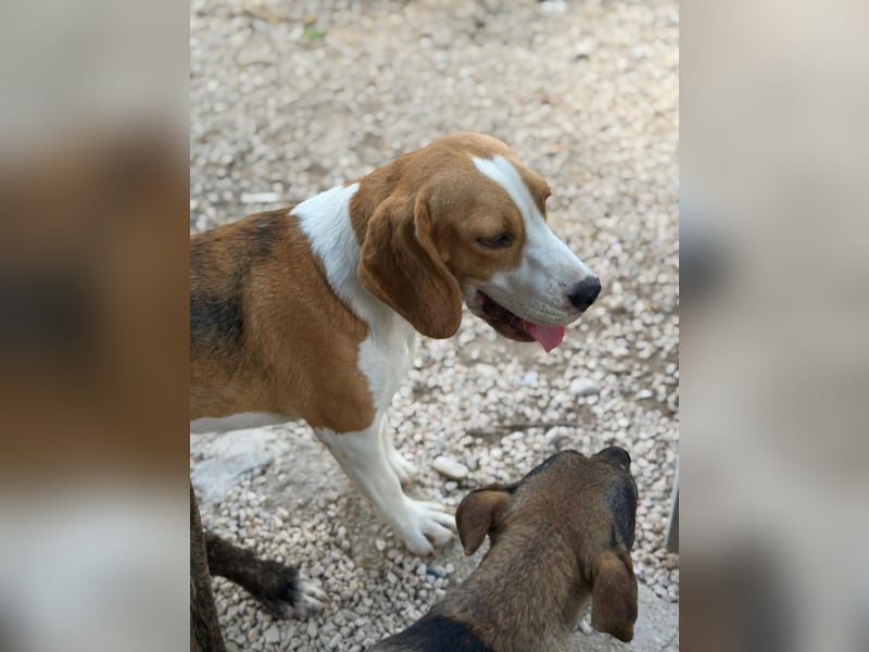 Mango - ein kleines Beaglemädchen, das endlich Liebe statt Leid erfahren möchte