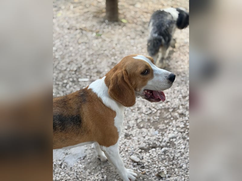 Mango - ein kleines Beaglemädchen, das endlich Liebe statt Leid erfahren möchte
