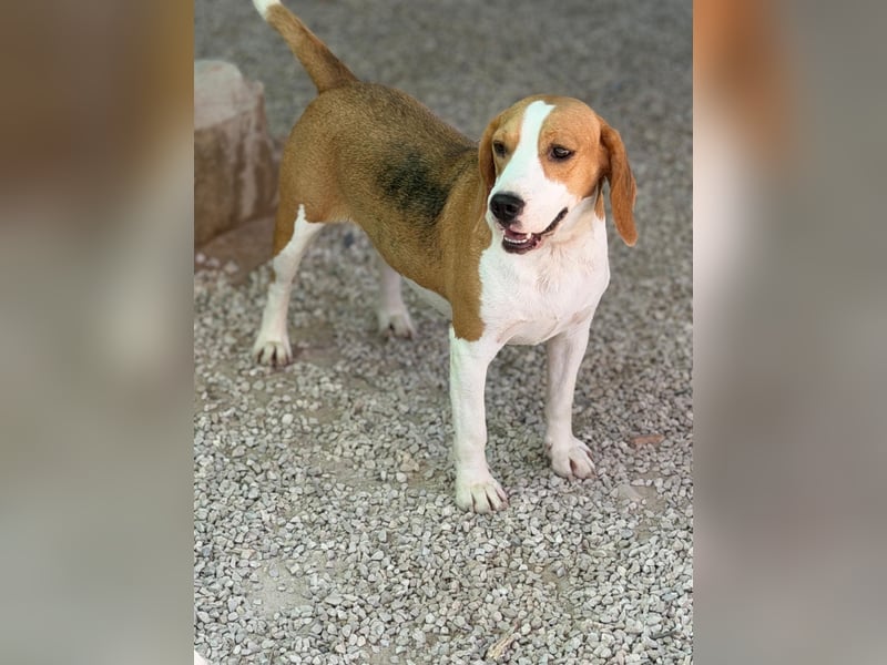 Mango - ein kleines Beaglemädchen, das endlich Liebe statt Leid erfahren möchte