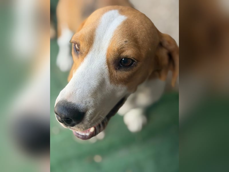 Mango - ein kleines Beaglemädchen, das endlich Liebe statt Leid erfahren möchte