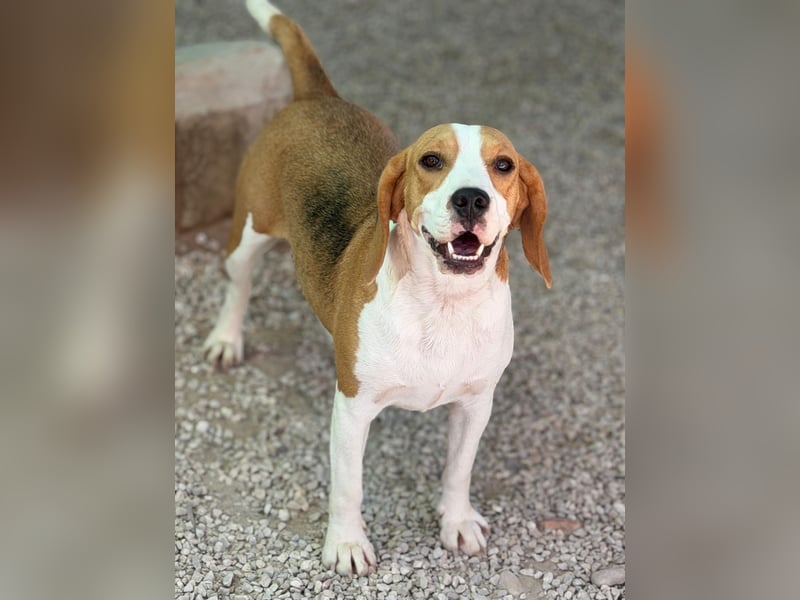 Mango - ein kleines Beaglemädchen, das endlich Liebe statt Leid erfahren möchte