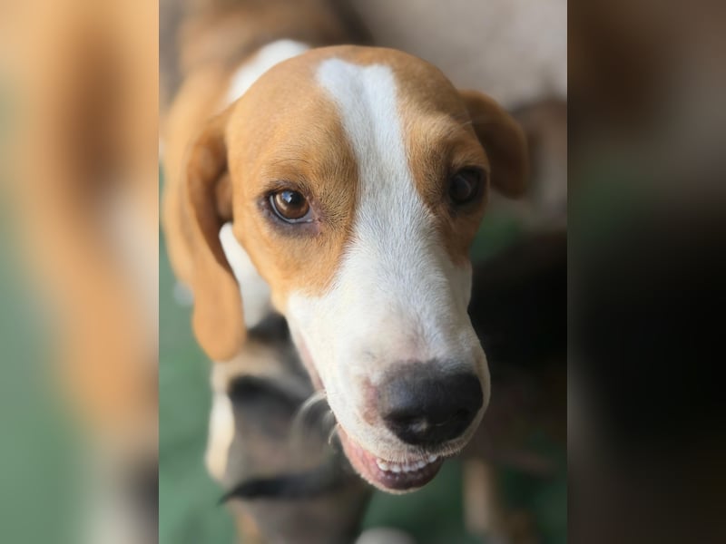 Mango - ein kleines Beaglemädchen, das endlich Liebe statt Leid erfahren möchte