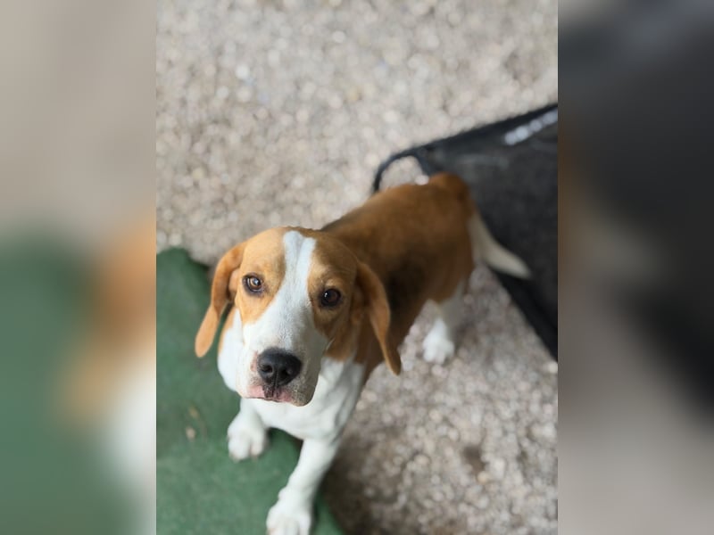 Mango - ein kleines Beaglemädchen, das endlich Liebe statt Leid erfahren möchte