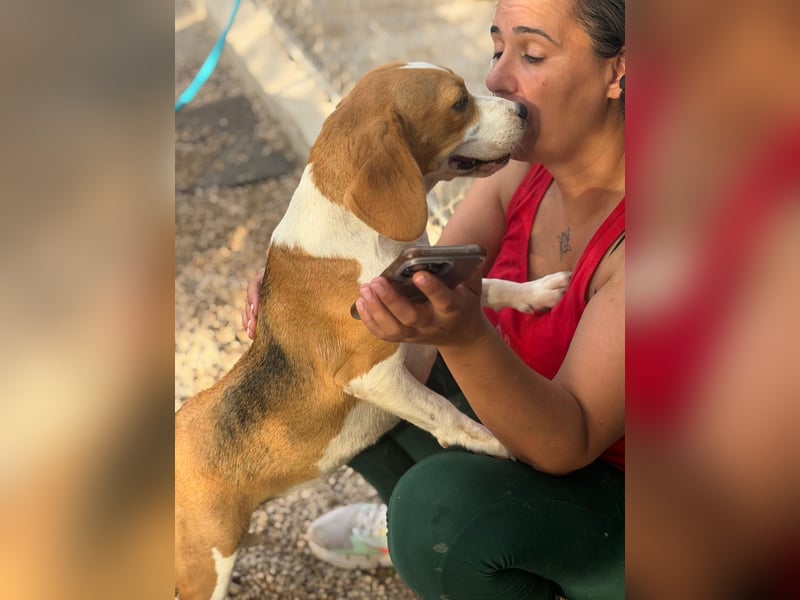 Mango - ein kleines Beaglemädchen, das endlich Liebe statt Leid erfahren möchte