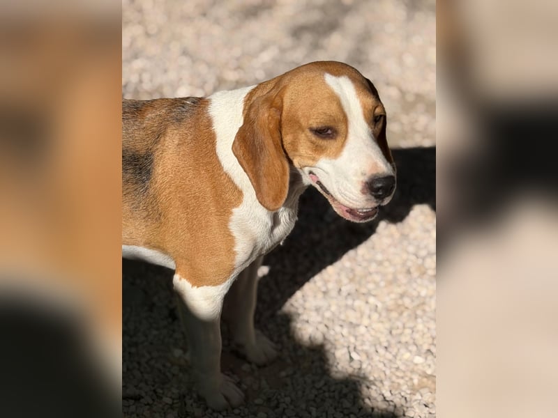 Mango - ein kleines Beaglemädchen, das endlich Liebe statt Leid erfahren möchte