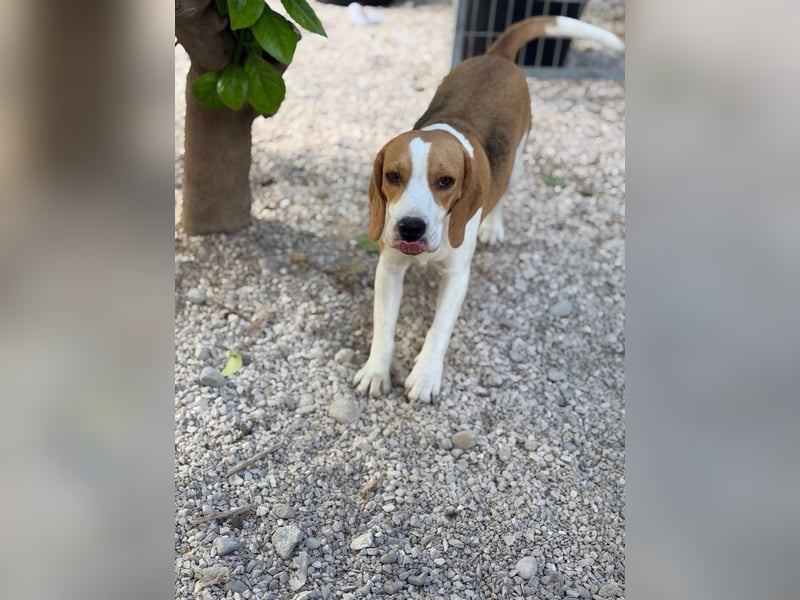 Mango - ein kleines Beaglemädchen, das endlich Liebe statt Leid erfahren möchte
