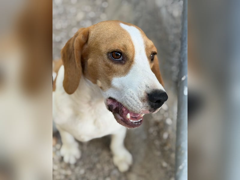 Mango - ein kleines Beaglemädchen, das endlich Liebe statt Leid erfahren möchte