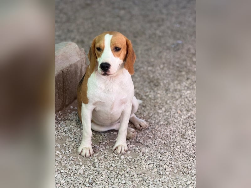Mango - ein kleines Beaglemädchen, das endlich Liebe statt Leid erfahren möchte