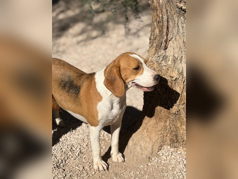 Mango - ein kleines Beaglemädchen, das endlich Liebe statt Leid erfahren möchte