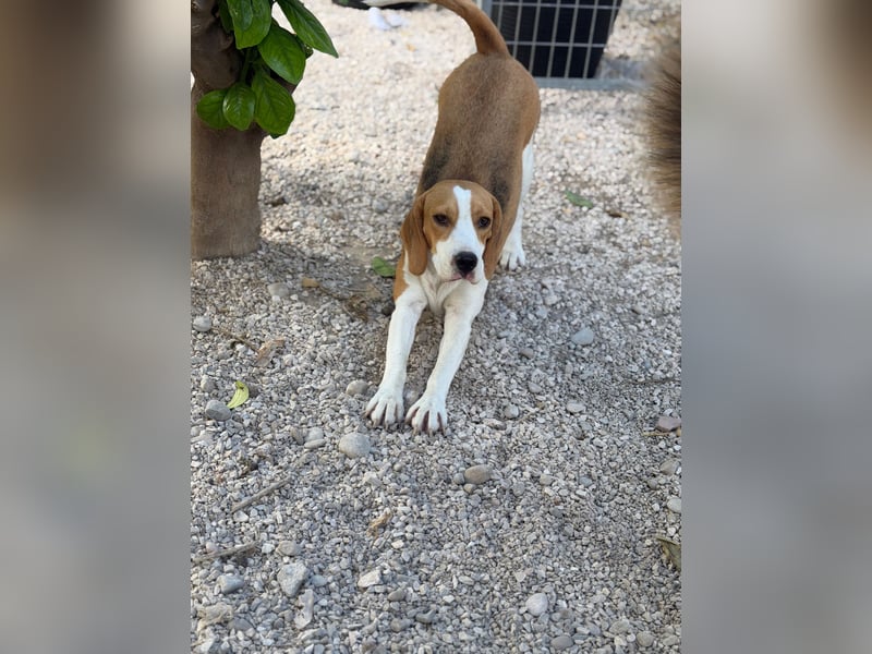 Mango - ein kleines Beaglemädchen, das endlich Liebe statt Leid erfahren möchte