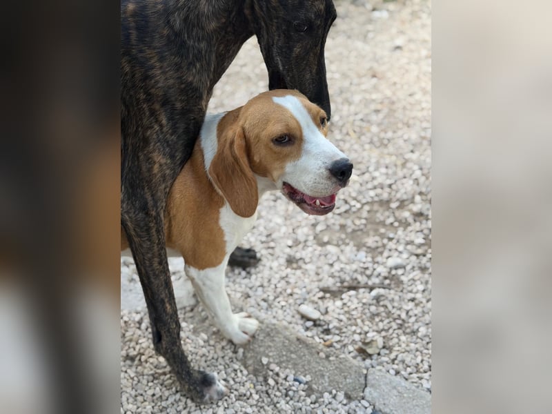 Mango - ein kleines Beaglemädchen, das endlich Liebe statt Leid erfahren möchte