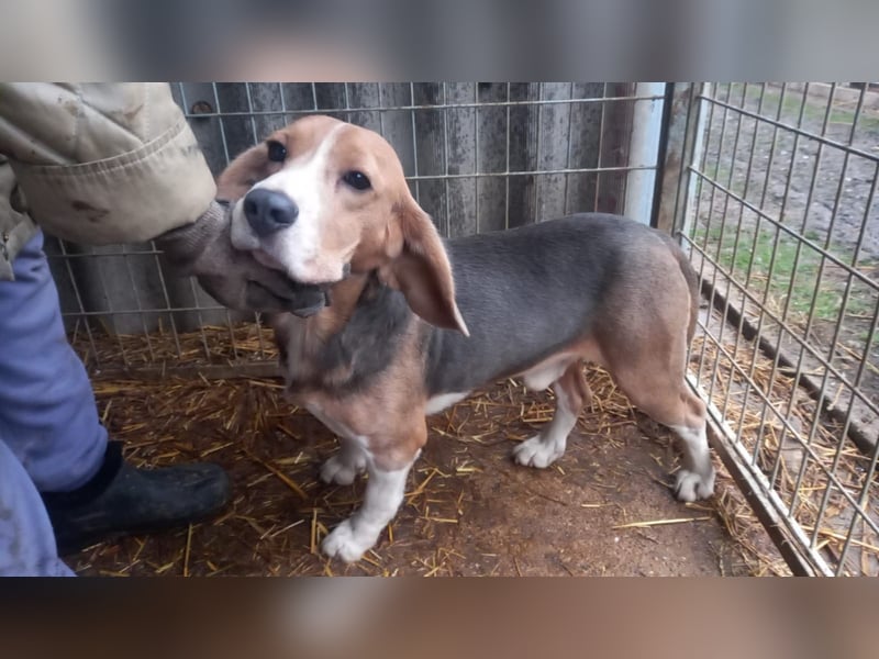 Alfi -PP, hübscher Kerl sucht Rasseliebhaber