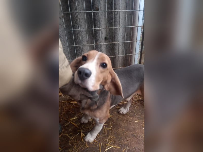 Alfi -PP, hübscher Kerl sucht Rasseliebhaber