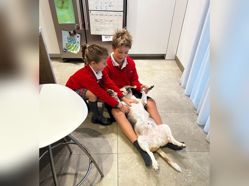 Trasto - Beagle Senior sucht lebensfrohe Familie