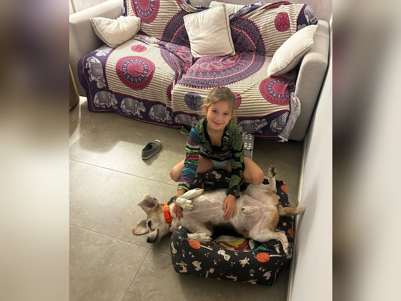 Trasto - Beagle Senior sucht lebensfrohe Familie