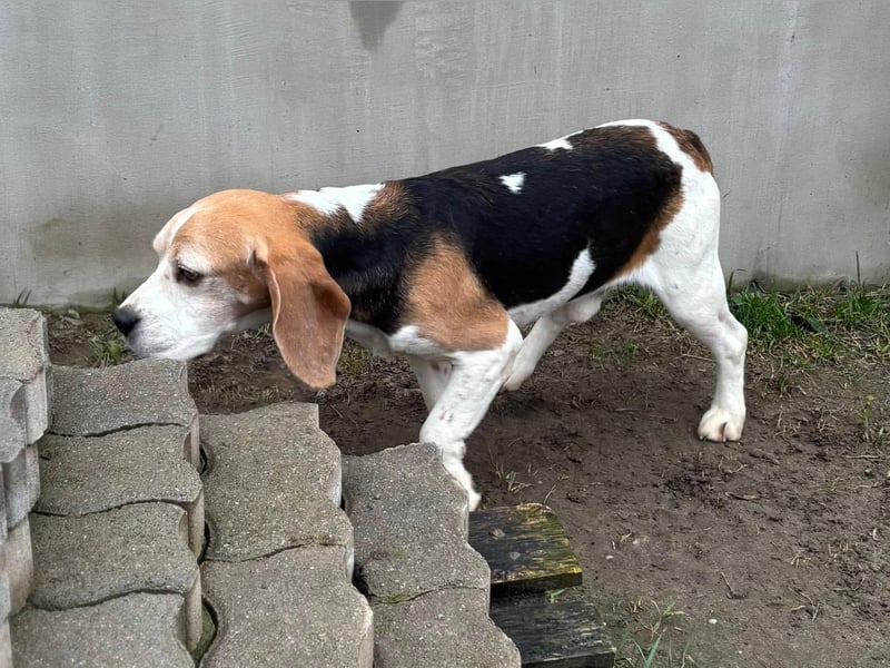 Zeusz, hübscher Beagle Rüde geb. 11/2020