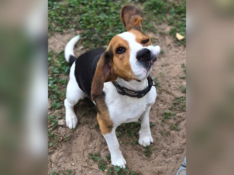 Rocky – ein echter Kerl mit Lernbedarf