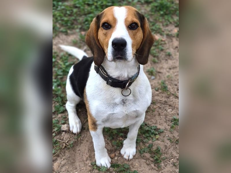 Rocky – ein echter Kerl mit Lernbedarf
